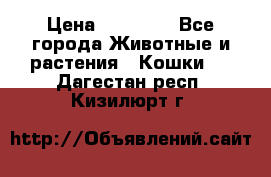 Zolton › Цена ­ 30 000 - Все города Животные и растения » Кошки   . Дагестан респ.,Кизилюрт г.